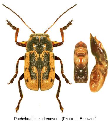 pachybrachis_bodemeyeri.jpg