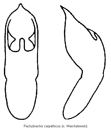 pachybrachis_carpathicus.gif