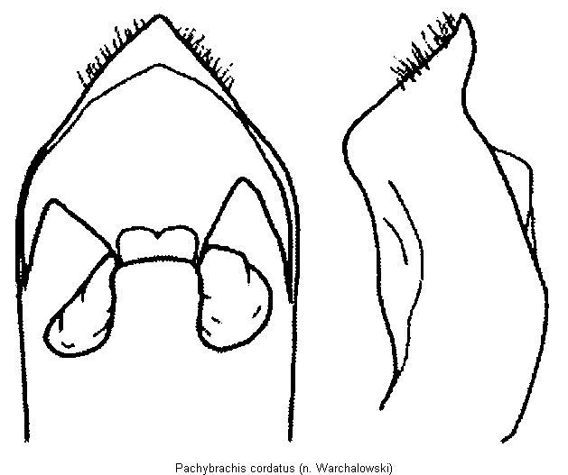 pachybrachis_cordatus.gif