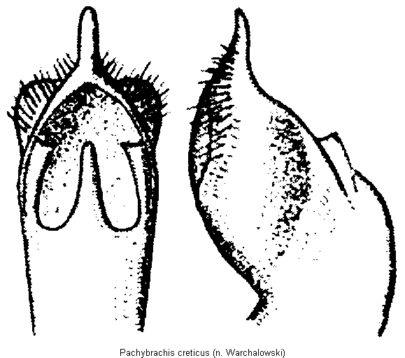 pachybrachis_creticus.gif