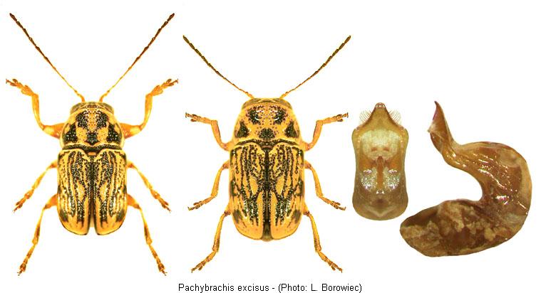 pachybrachis_excisus.jpg