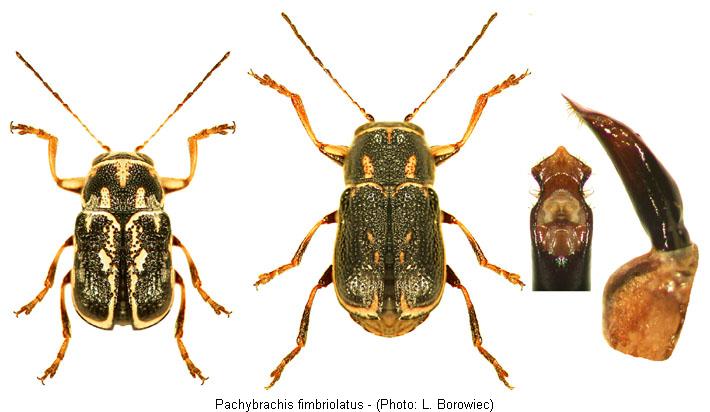 pachybrachis_fimbriolatus1.jpg