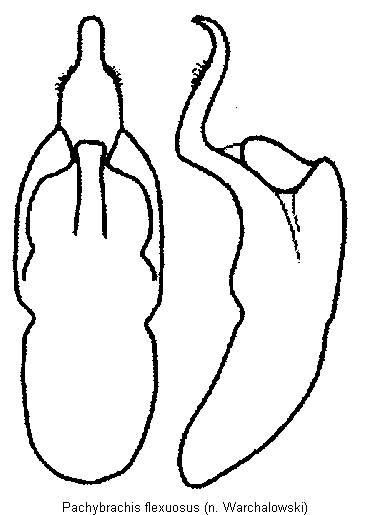 pachybrachis_flexuosus.gif