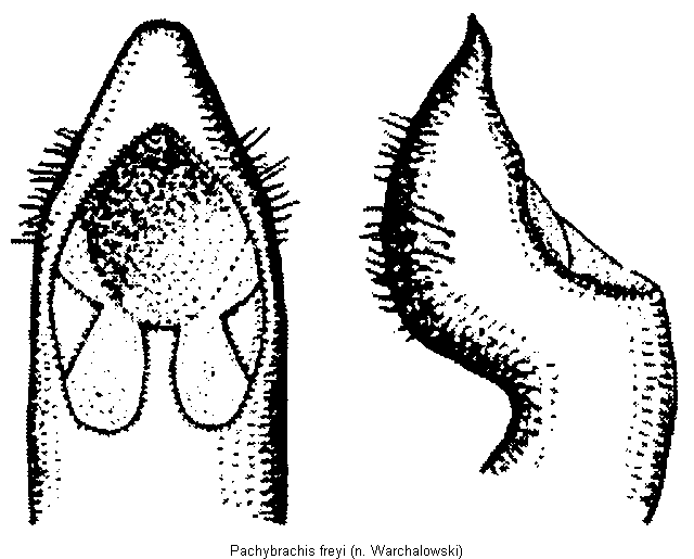 pachybrachis_freyi.gif