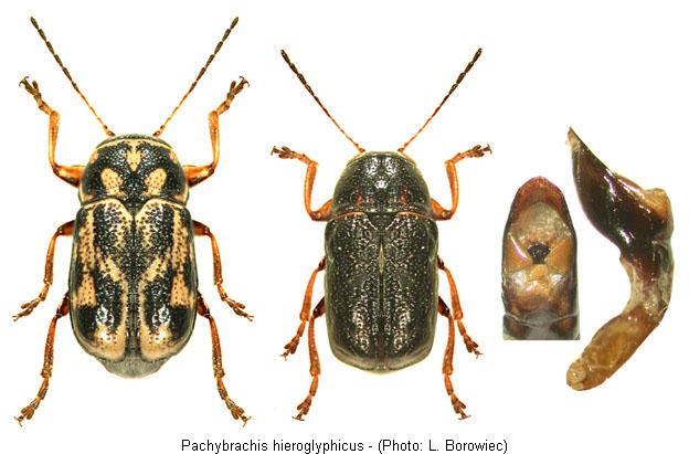 pachybrachis_hieroglyphicus1.jpg