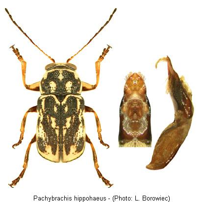 pachybrachis_hippophaes.jpg
