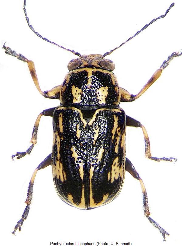 pachybrachis_hippophaes_hab.jpg