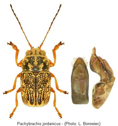 pachybrachis_jordanicus.jpg