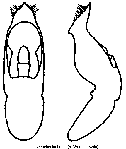 pachybrachis_limbatus.gif