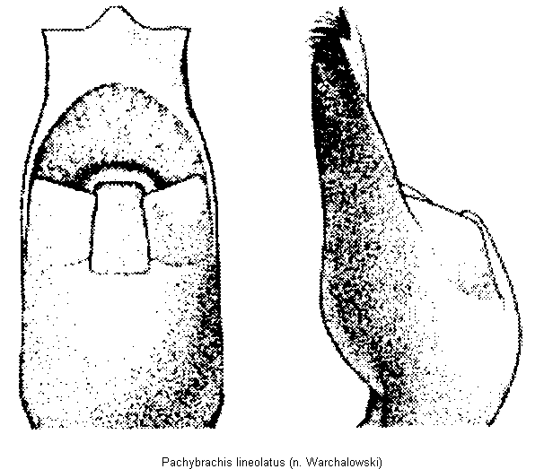 pachybrachis_lineolatus.gif