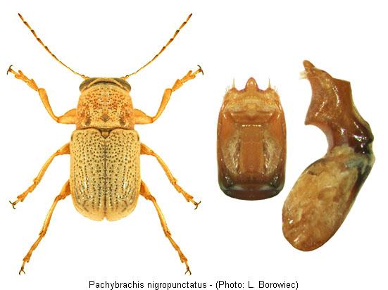 pachybrachis_nigropunctatus1.jpg