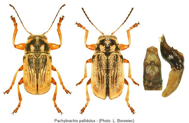 pachybrachis_pallidulus.jpg