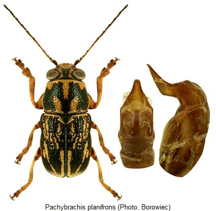 pachybrachis_planifrons_hab.jpg