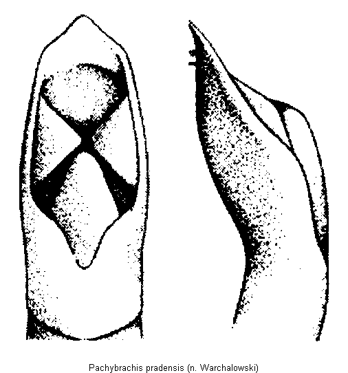 pachybrachis_pradensis.gif