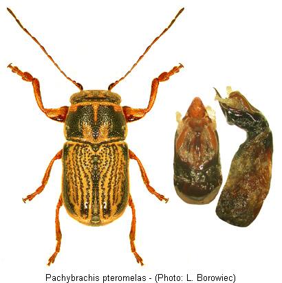pachybrachis_pteromelas.jpg