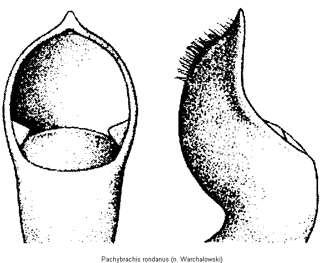 pachybrachis_rondanus.gif