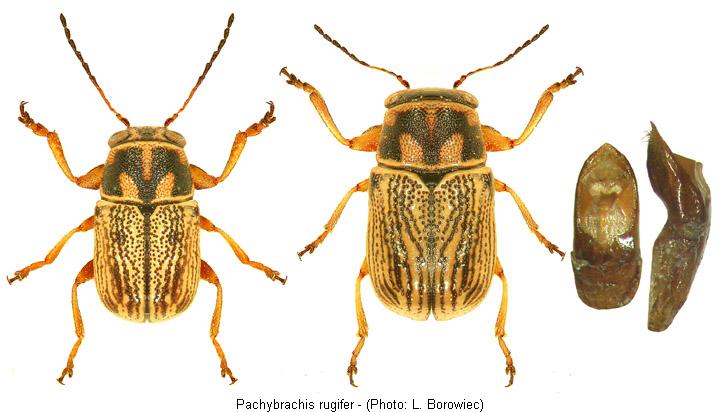 pachybrachis_rugifer.jpg
