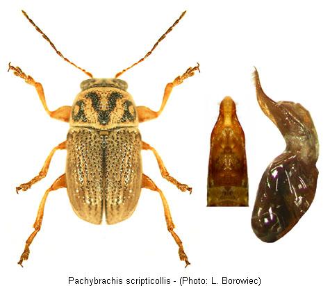 pachybrachis_scripticollis.jpg