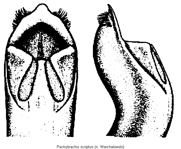 pachybrachis_scriptus.gif