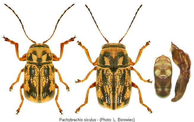 pachybrachis_siculus.jpg