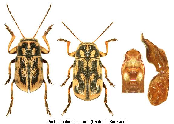pachybrachis_sinuatus1.jpg