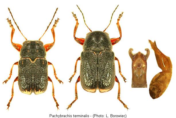 pachybrachis_terminalis.jpg