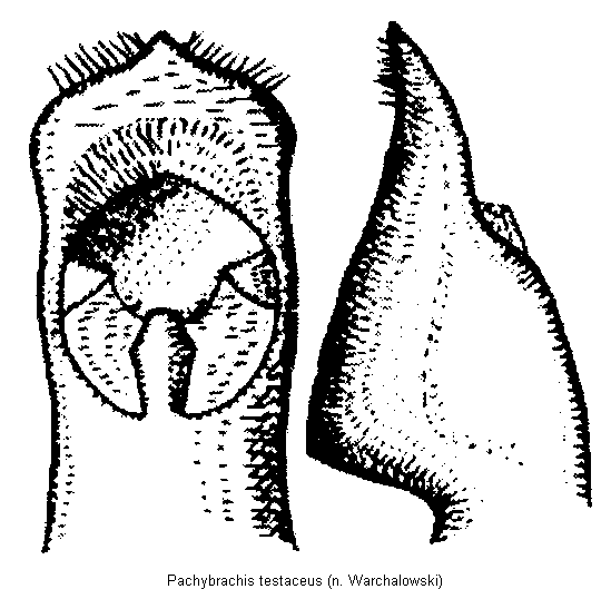 pachybrachis_testaceus.gif