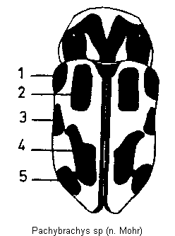 pachybrachys_sp_fld.gif