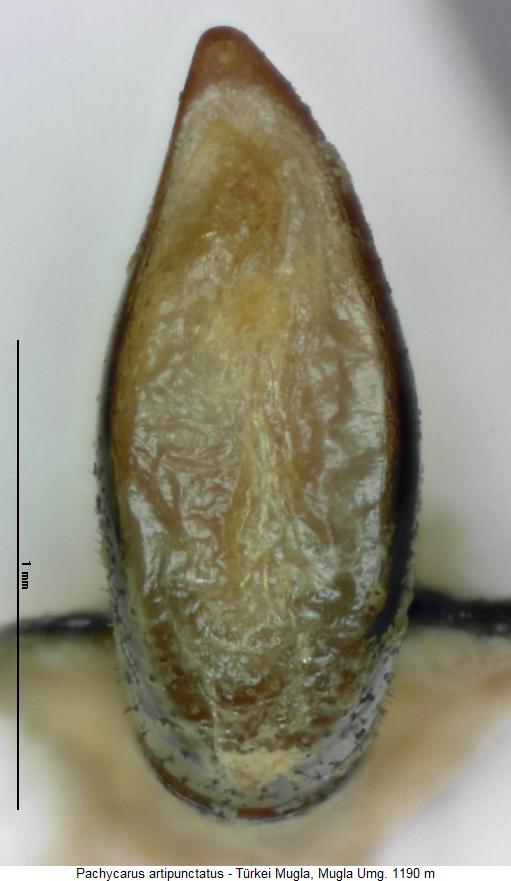 pachycarus_artipunctatus.jpg