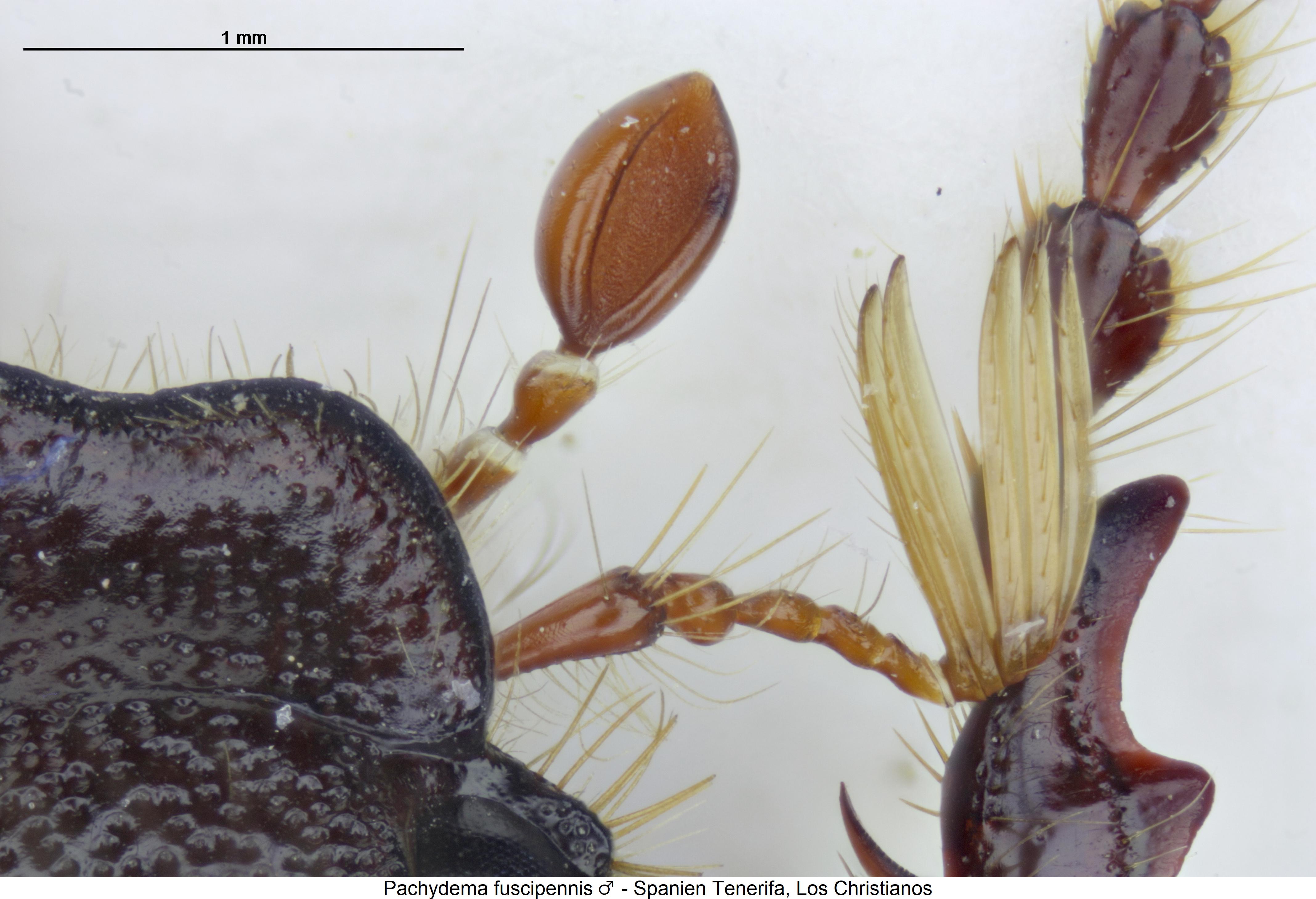 pachydema_fuscipennis_f.jpg