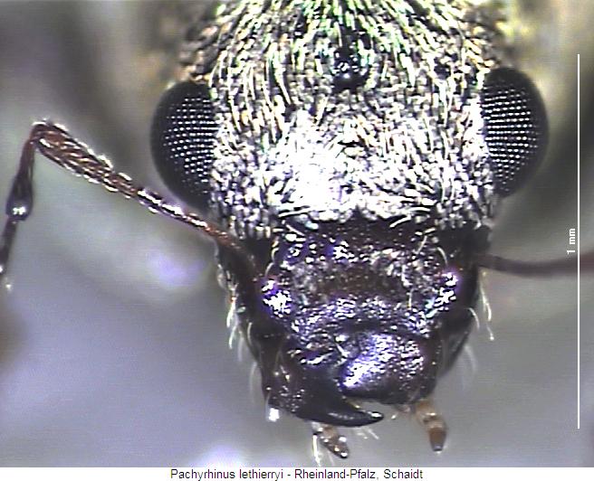 pachyrhinus_lethierryi_k.jpg