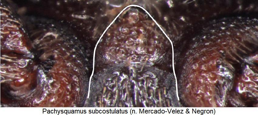 pachysquamus_subcostulatus_mbr.jpg