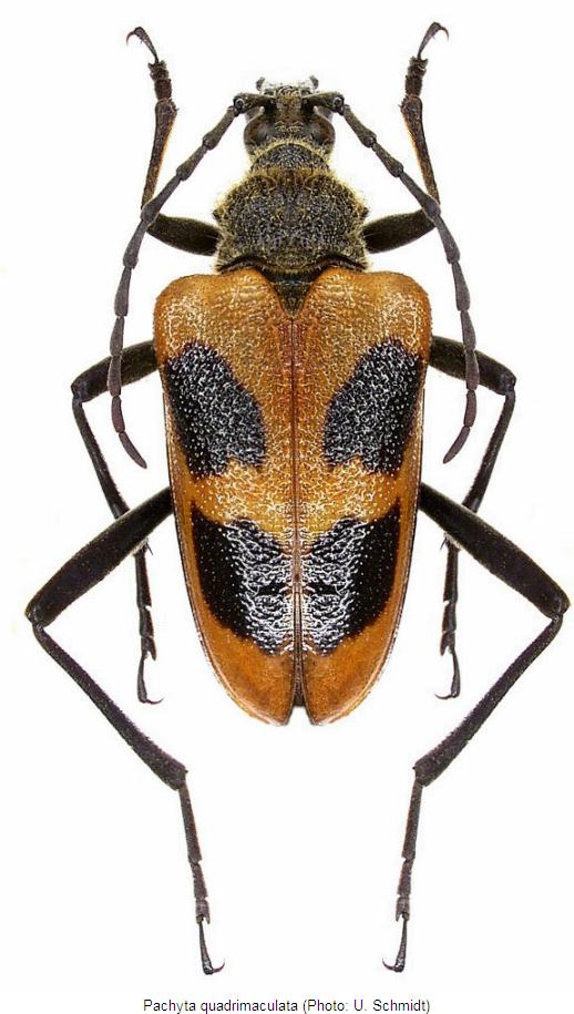 pachyta_quadrimaculata_hab.jpg