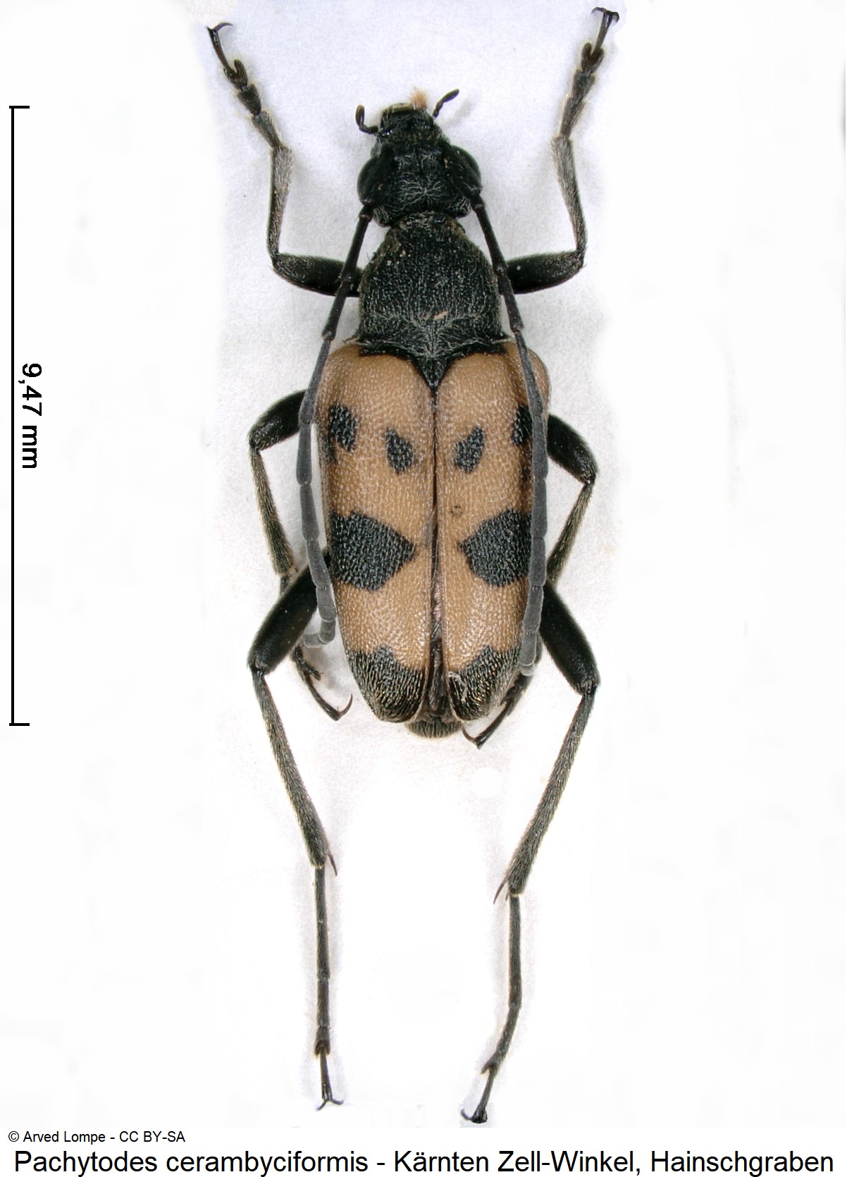 pachytodes_cerambyciformis_ck10983_hab.jpg