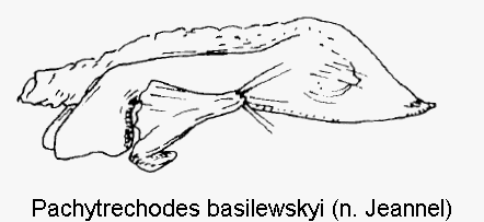 pachytrechodes_basilewskyi.gif