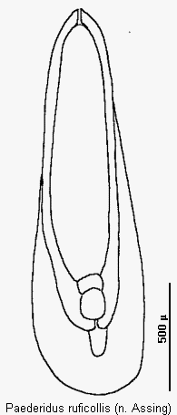 paederidus_ruficollis.gif