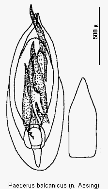 paederus_balcanicus.gif