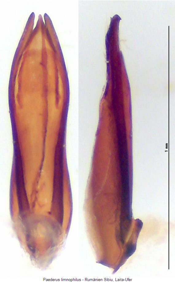 paederus_limnophilus.jpg