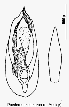 paederus_melanurus.gif