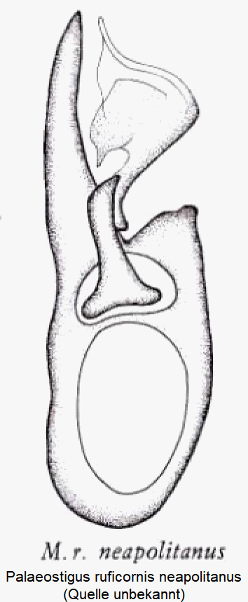 palaeostigus_neapolitanus.gif