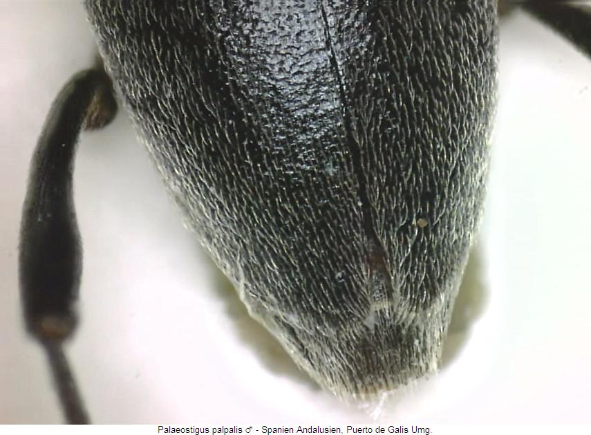 palaeostigus_palpalis_fld.jpg