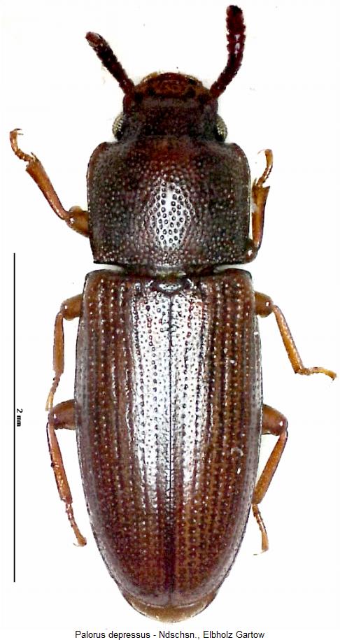 palorus_depressus_hab.jpg