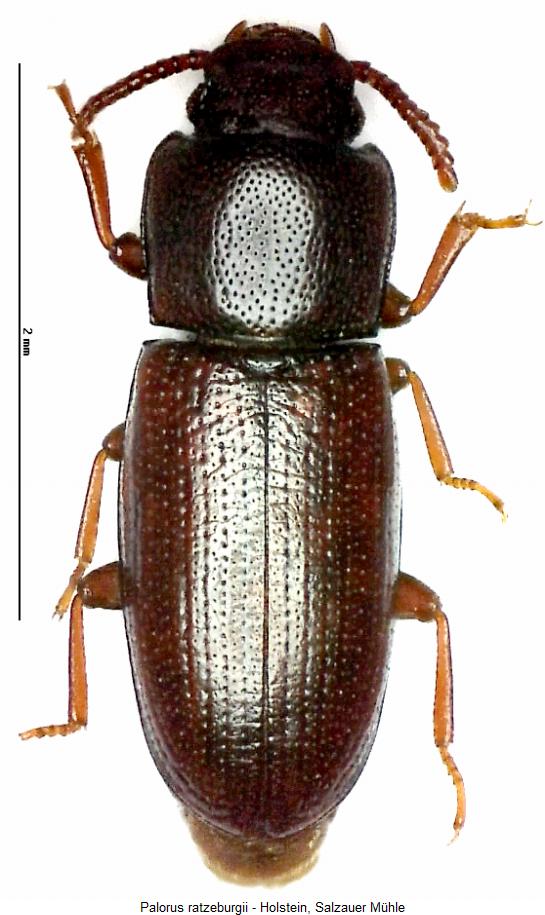 palorus_ratzeburgii_hab.jpg