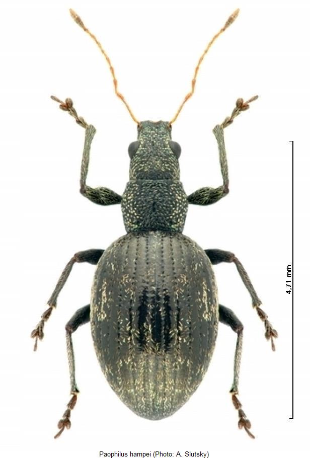 paophilus_hampei_hab.jpg