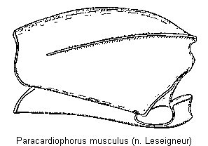 paracardiophorus_musculus_hsch.gif
