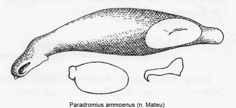 paradromius_ammoenus.gif