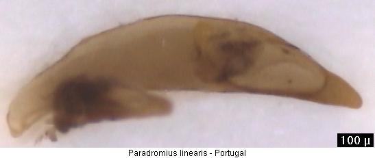 paradromius_linearis.jpg
