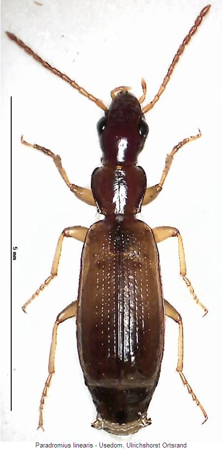 paradromius_linearis2_hab.jpg