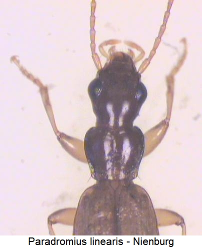 paradromius_linearis_vk.jpg