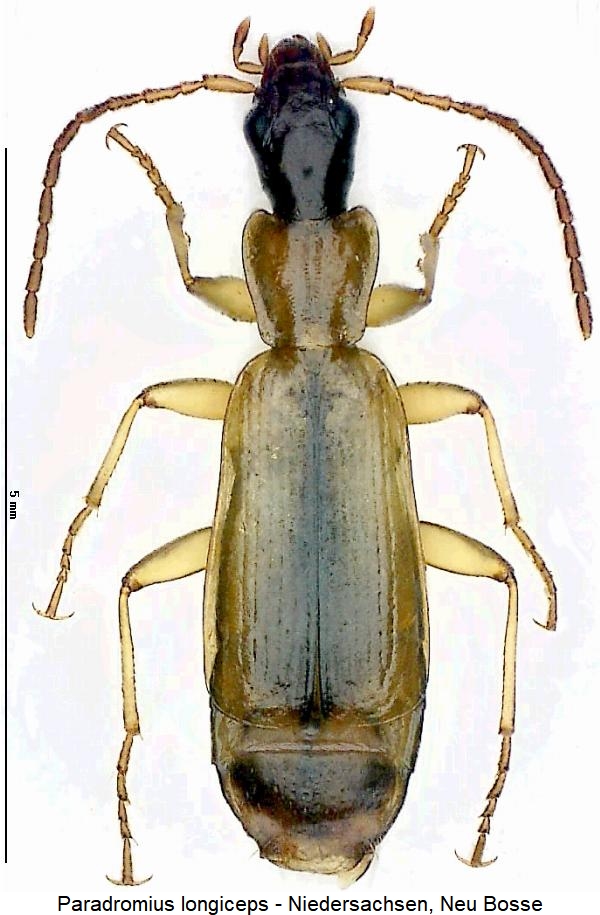 paradromius_longiceps_hab.jpg